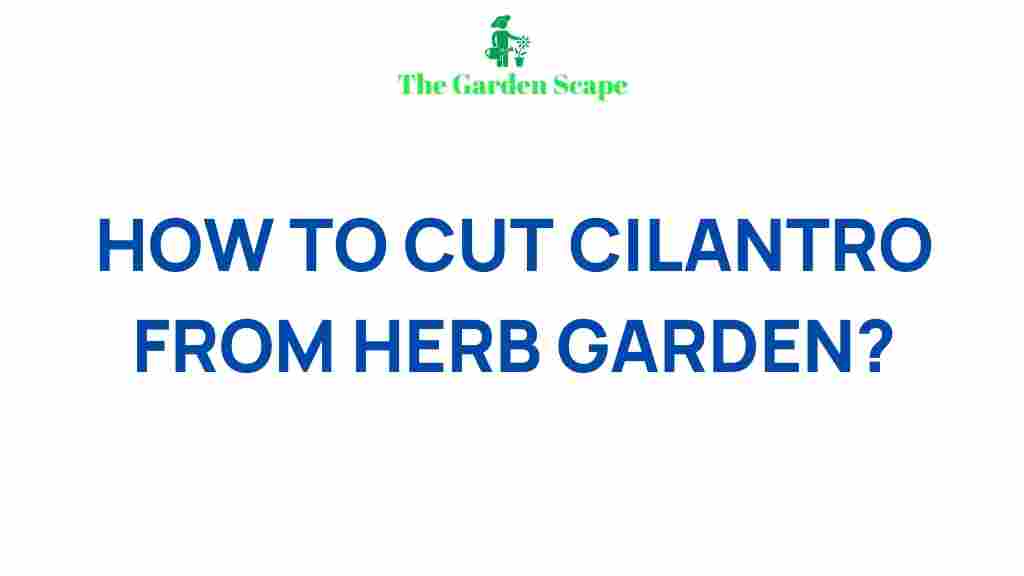 harvesting-cilantro-herb-garden