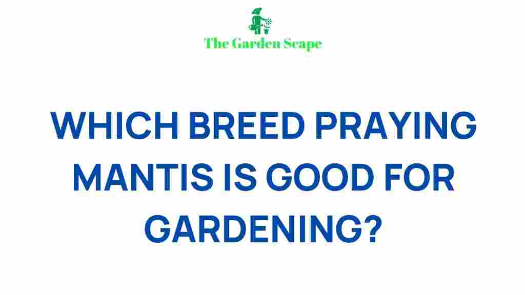 best-praying-mantis-species-garden